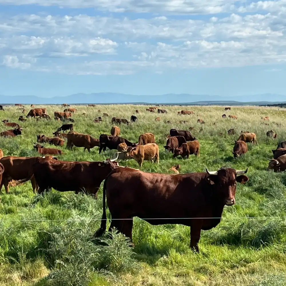 Ganadería regenerativa | Pablos